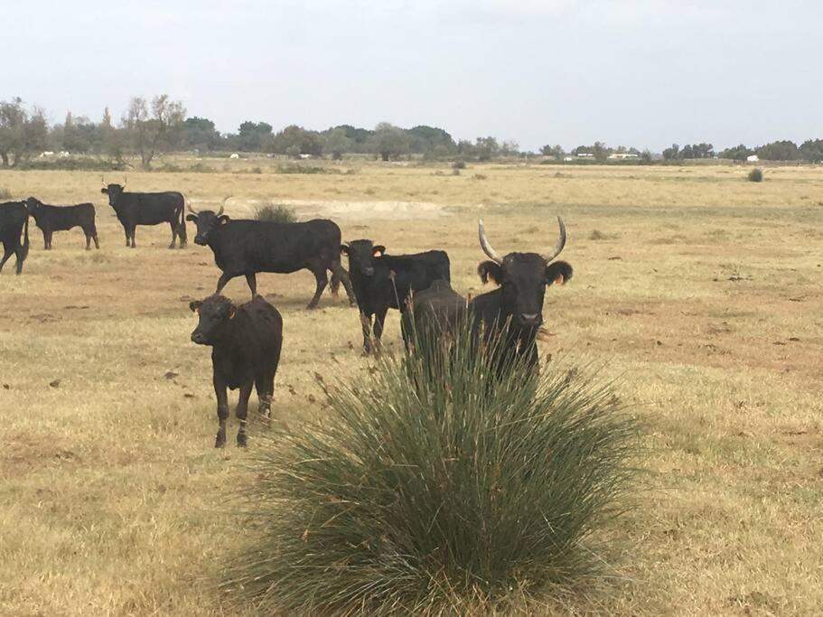 "Le Nature" Camargue Jardin Arles Kültér fotó