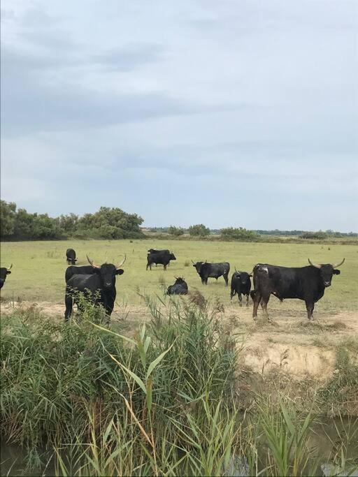 "Le Nature" Camargue Jardin Arles Kültér fotó